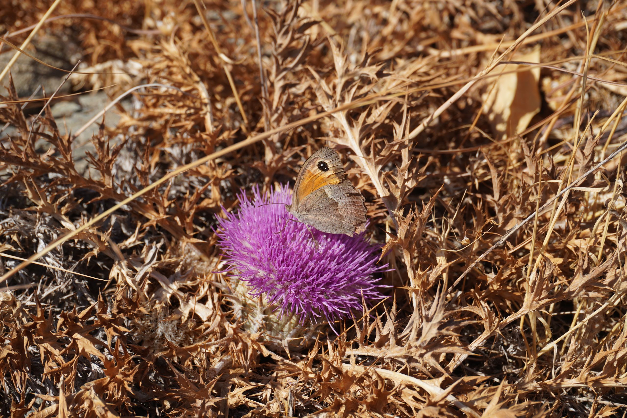 Flowering thistle on Andros, Greece