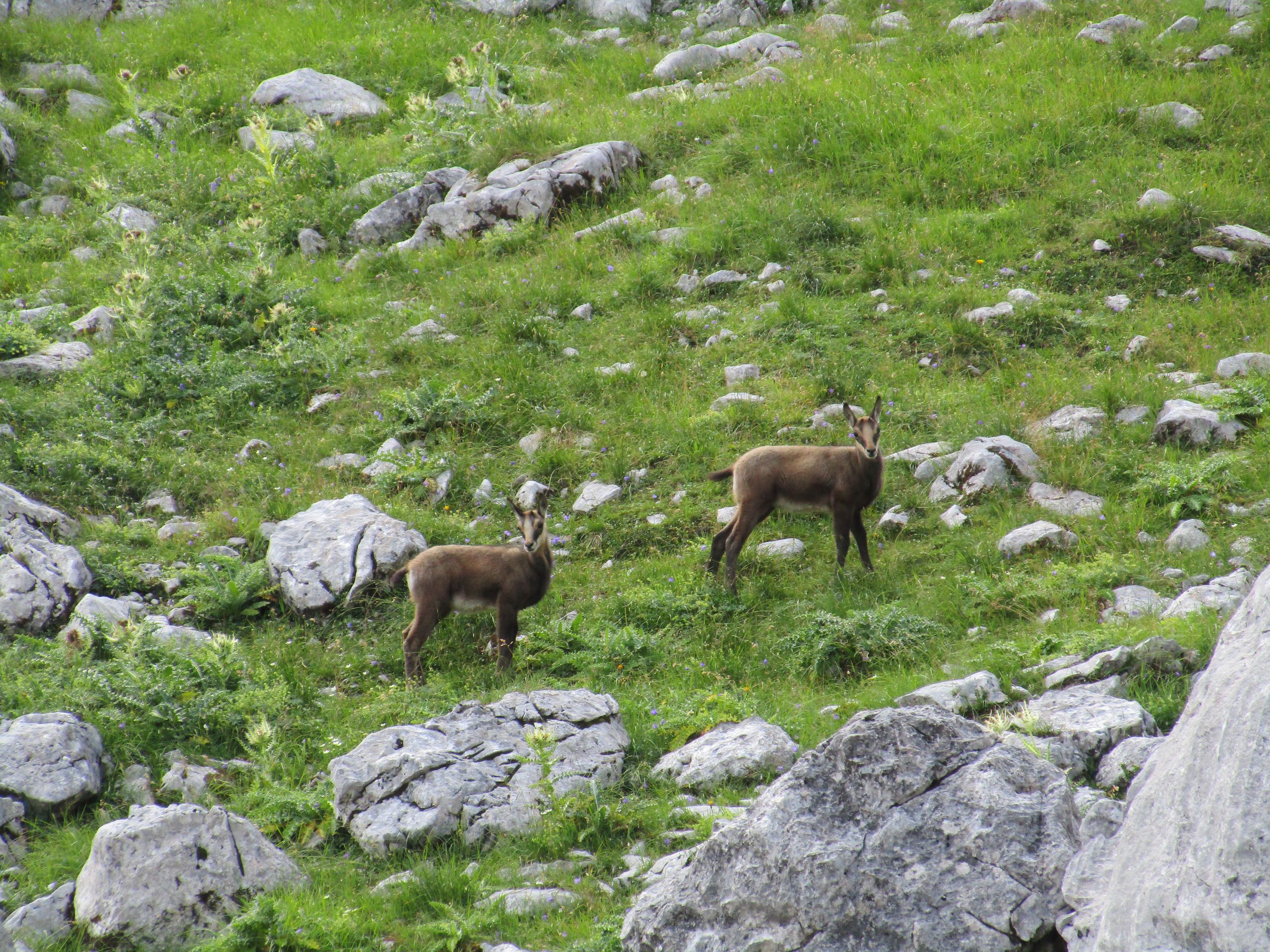 Young chamois in the Wetterstein mountains, Germany