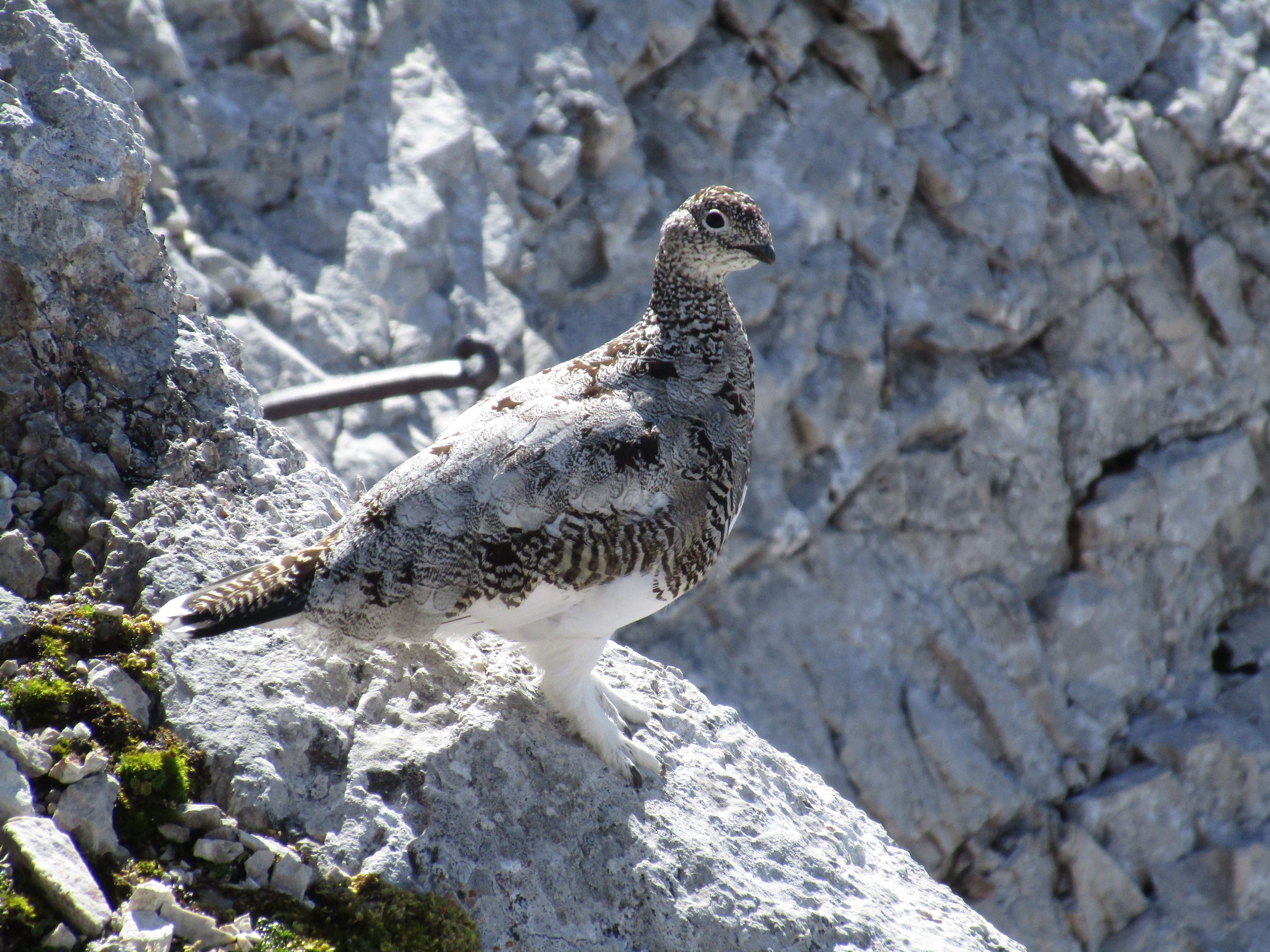 Some kind of grouse hanging out in a Wetterstein ferrata, Germany
