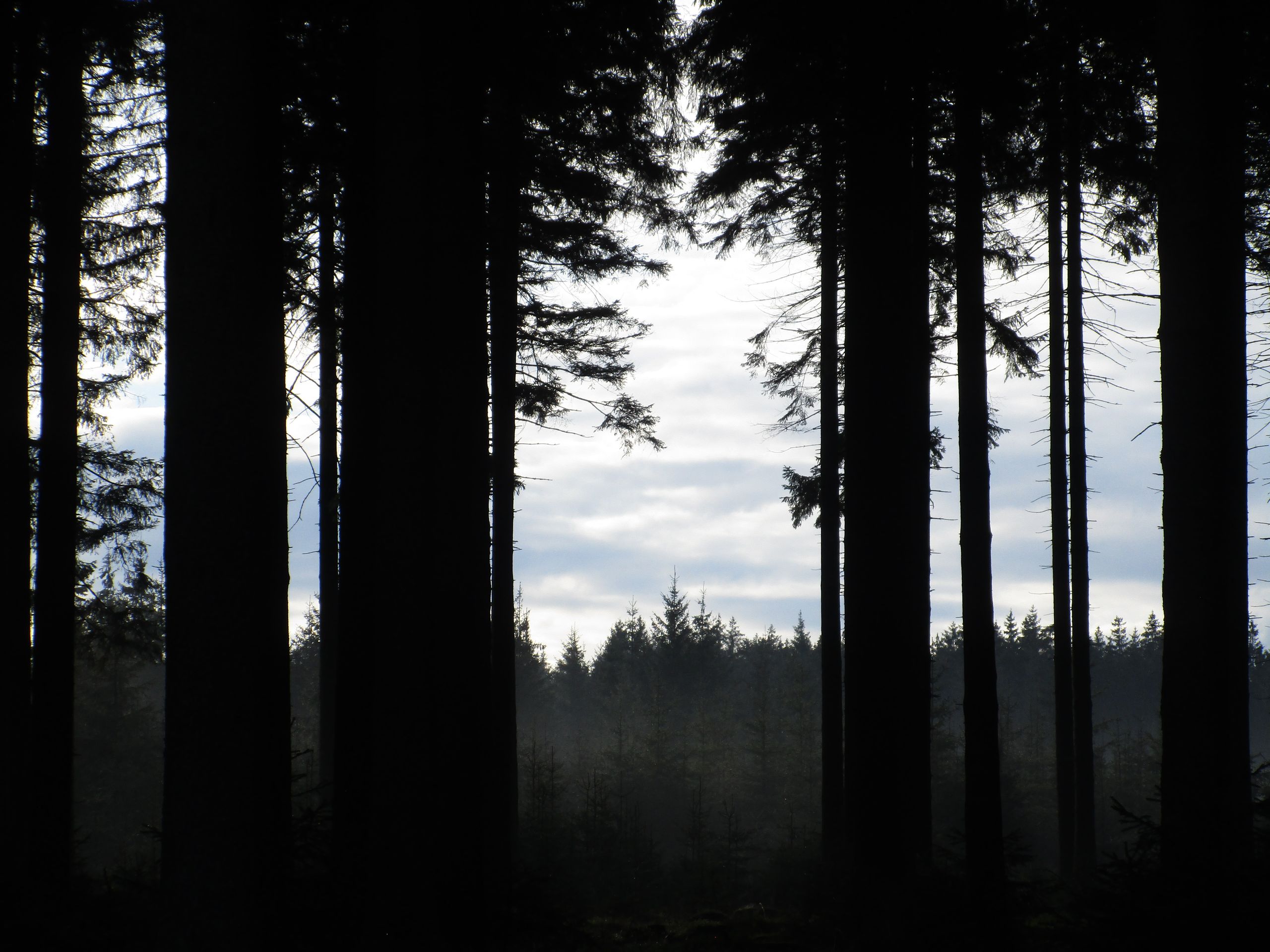 Morning mist in the forests of the High Fens, Belgium