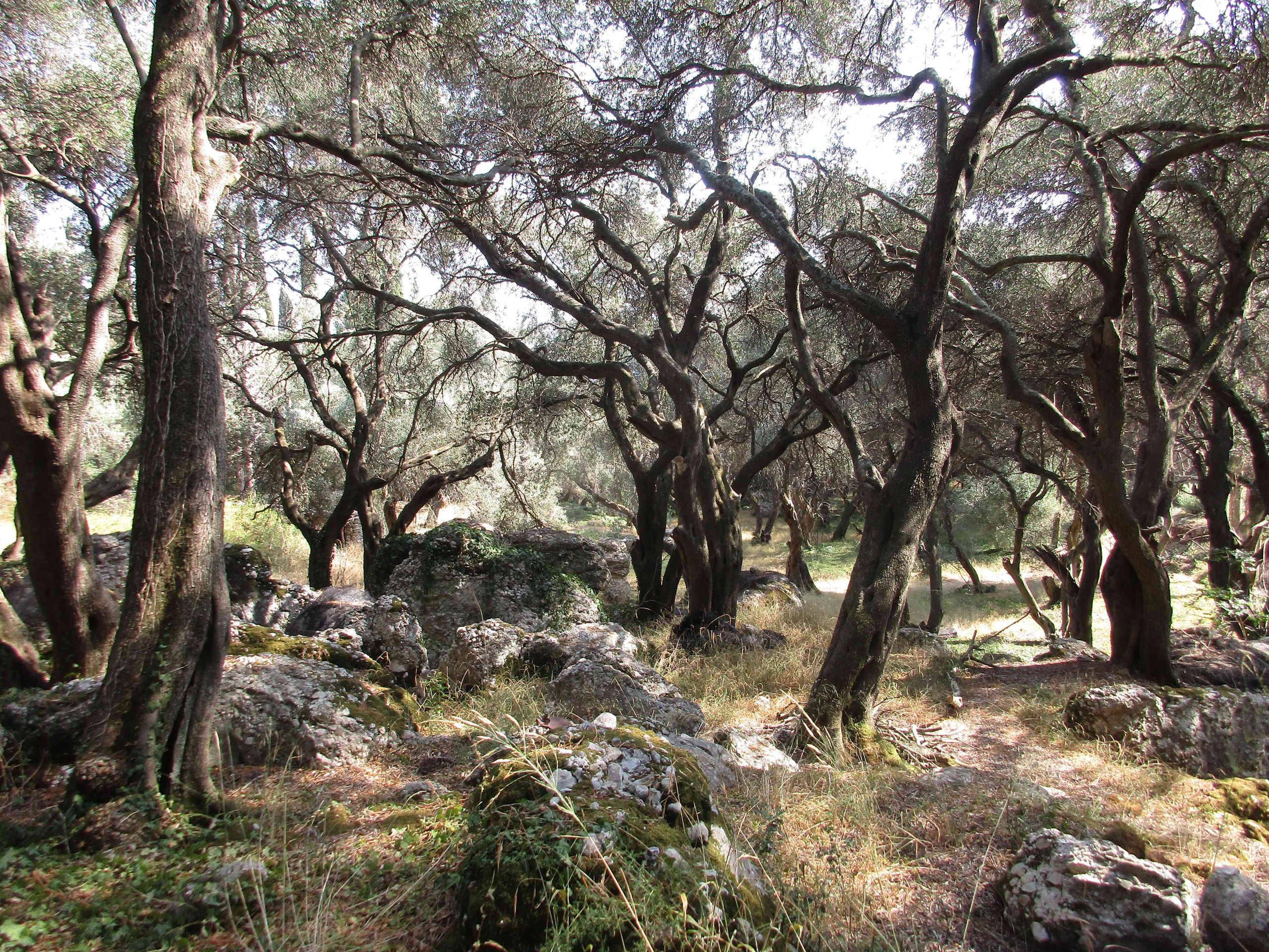 Mysterious forest on the Corfu Trail, Greece