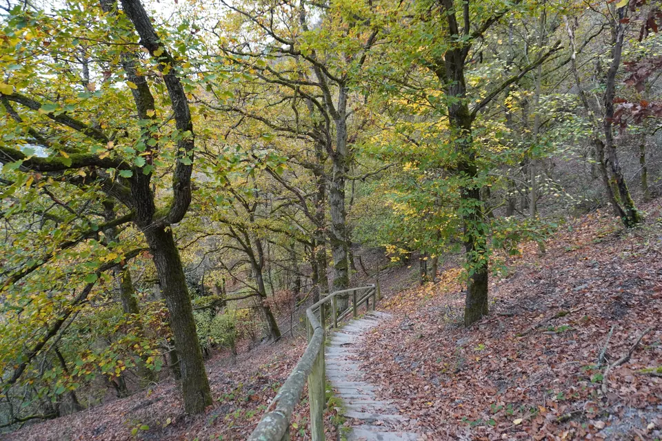 Autumn-coloured forest above Cochem, Germany