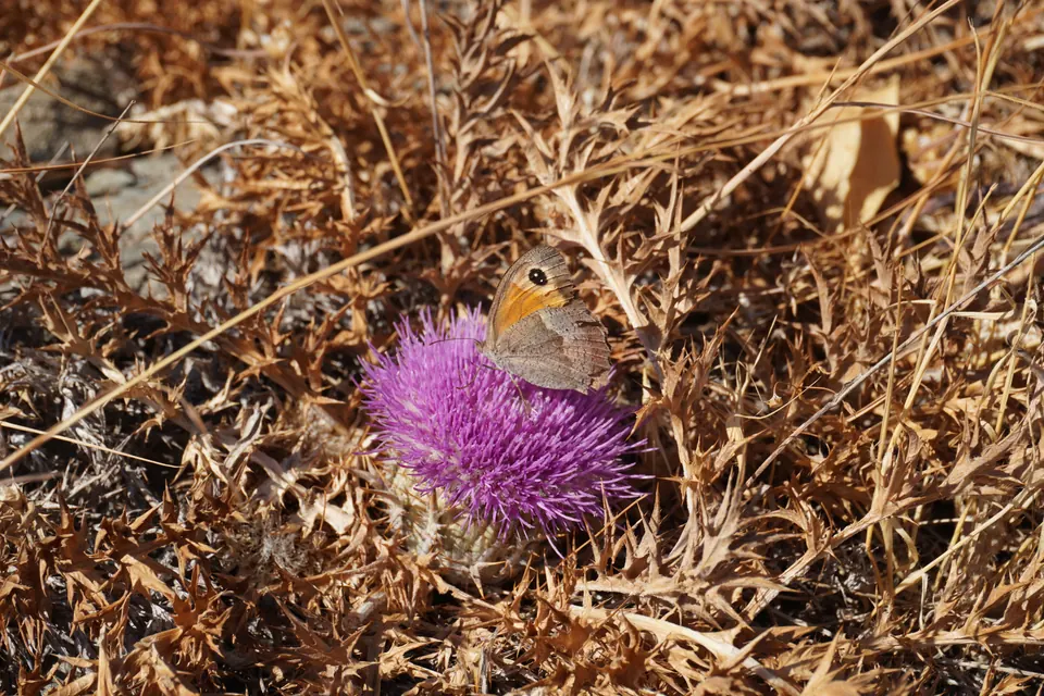 Flowering thistle on Andros, Greece