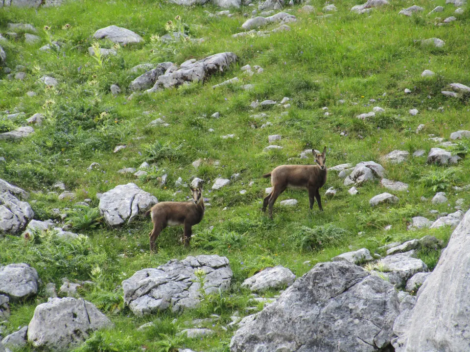 Young chamois in the Wetterstein mountains, Germany
