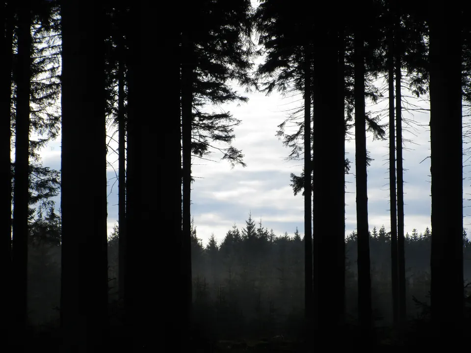 Morning mist in the forests of the High Fens, Belgium