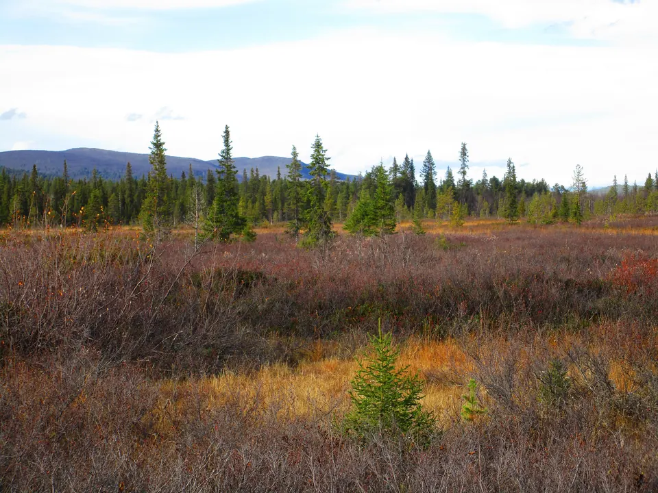 Autumn colours near Kurravaara, Sweden