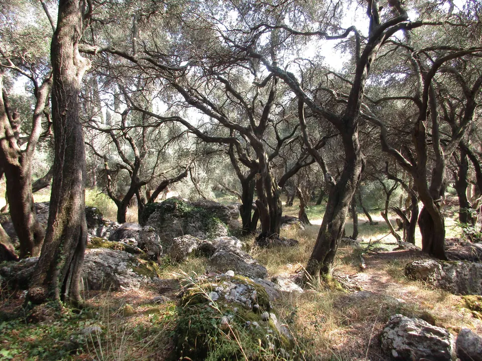 Mysterious forest on the Corfu Trail, Greece