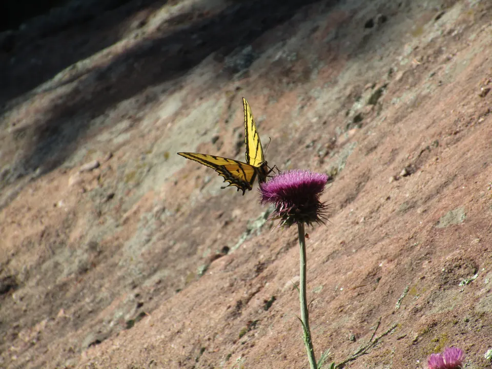 Butterfly enjoying some nectar, Colorado, USA